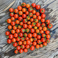 Iva's Red Berry Pole Cherry Tomato