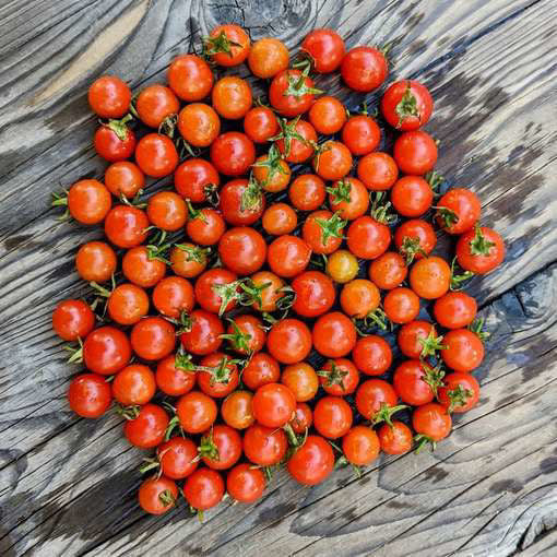 Iva's Red Berry Pole Cherry Tomato