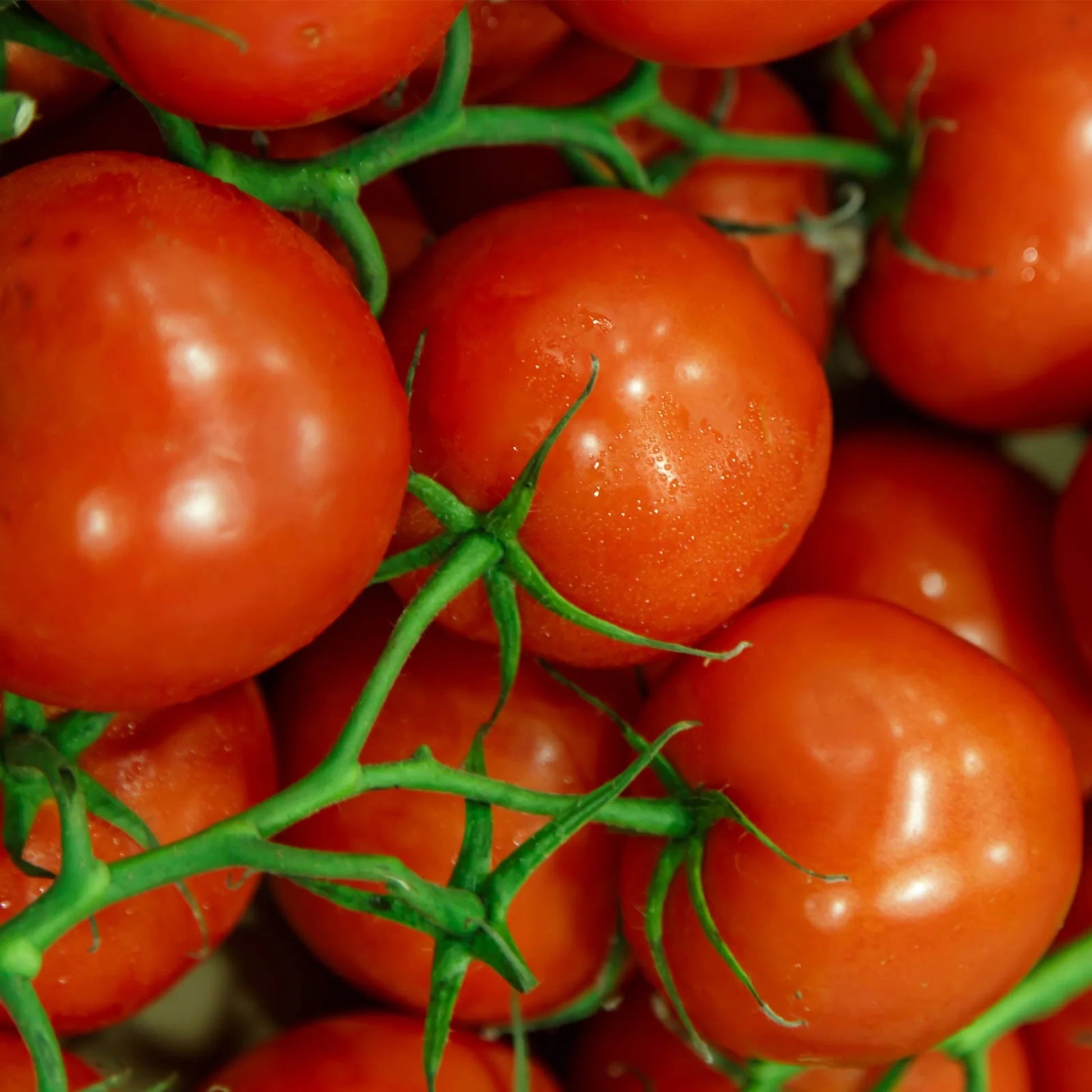 Jet Star Tomato