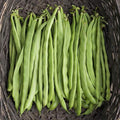 Kentucky Wonder Pole Bean
