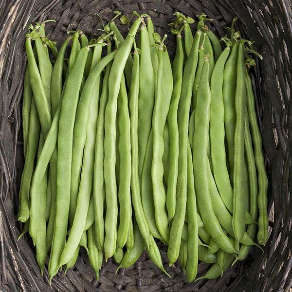 Kentucky Wonder Pole Bean