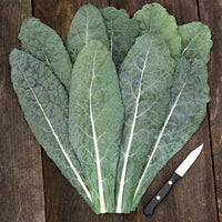 Lacinato (Dinosaur) Kale - Succession Pack