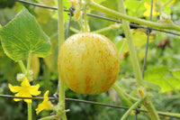 Lemon Cucumber - Succession Pack