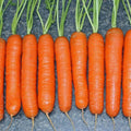 Little Finger Carrots Seeds