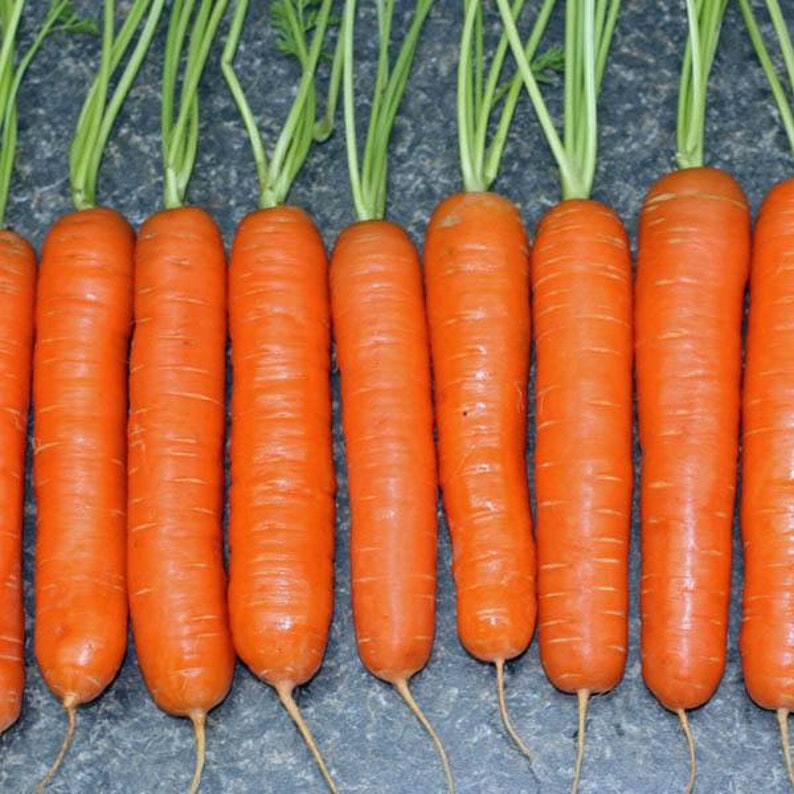 Little Finger Carrots Seeds