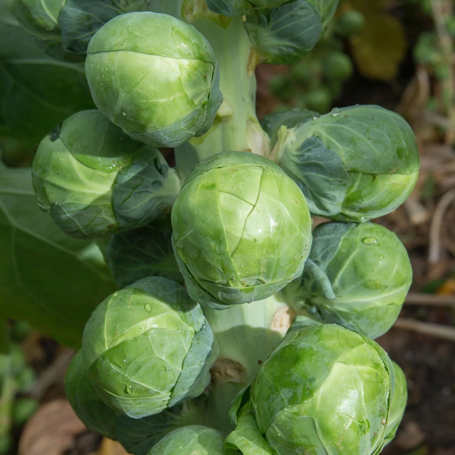 Long Island Improved Brussels Sprouts