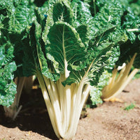 Lucullus Swiss Chard - Succession Pack