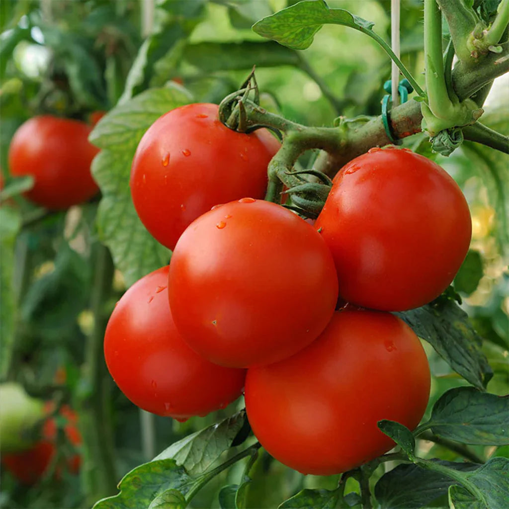 Marglobe Tomato