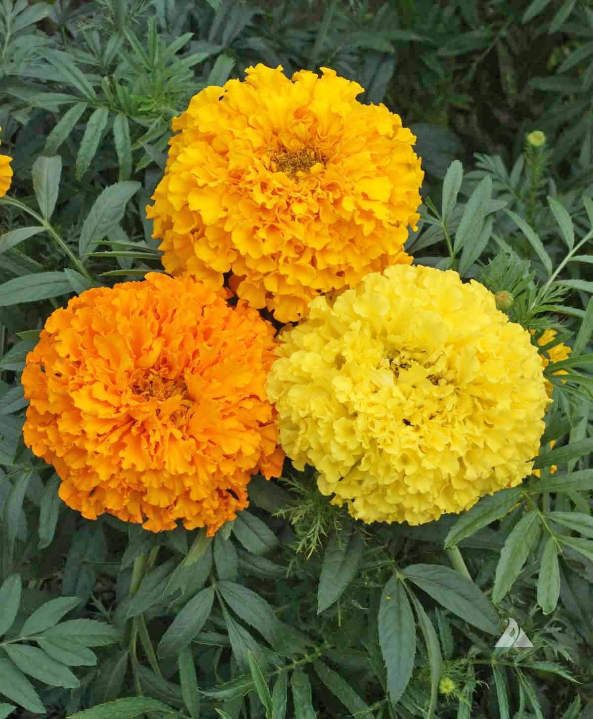 Marigolds - African