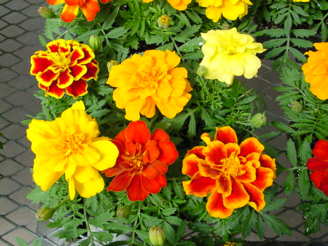Marigolds - French