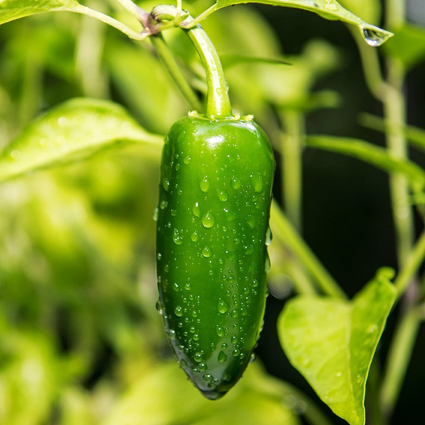 Megatron Jalapeño Chile Pepper