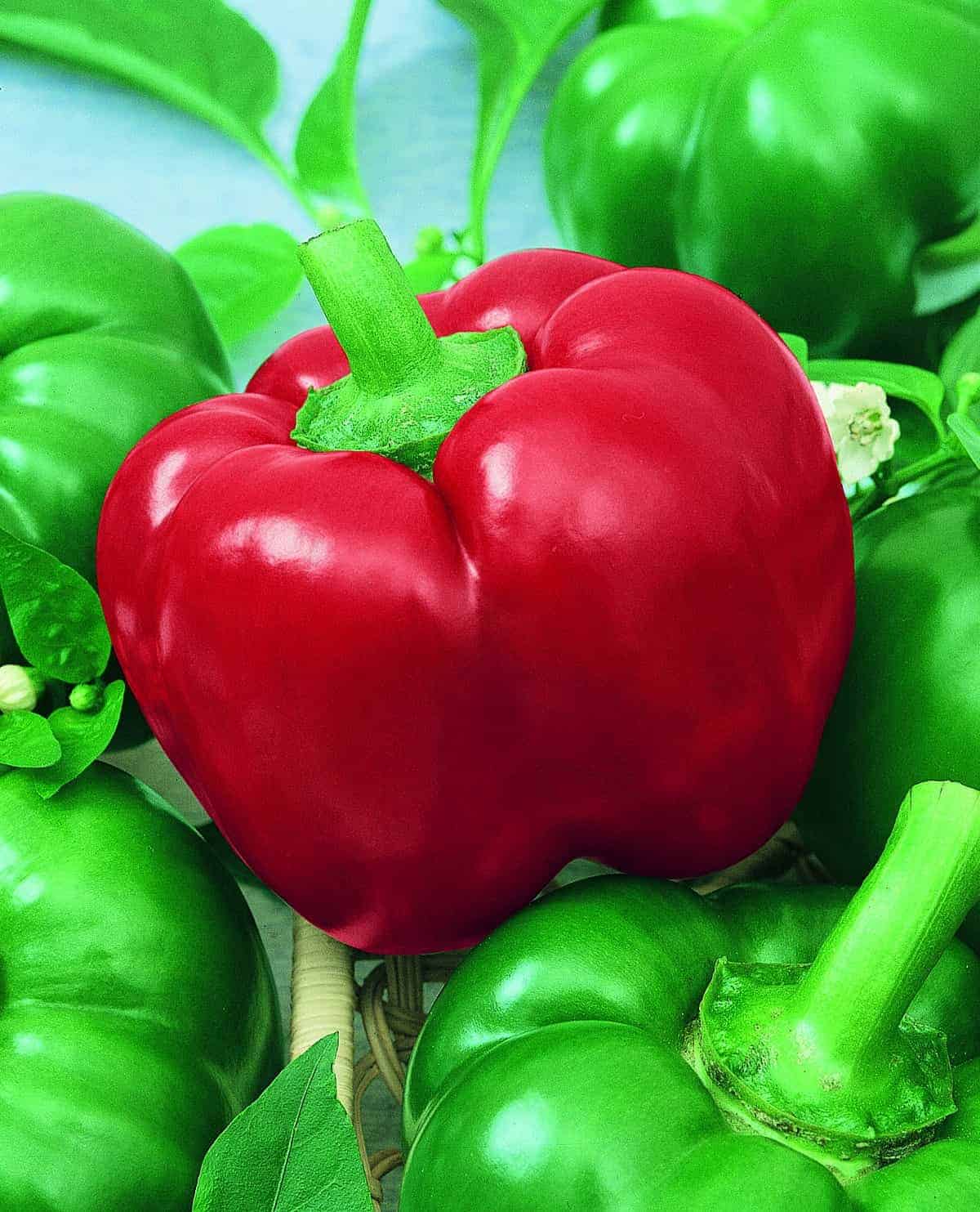 MexiBell Chile Pepper