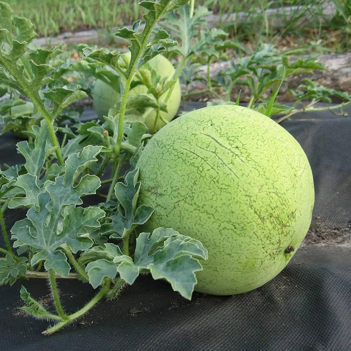 Mickylee Watermelon