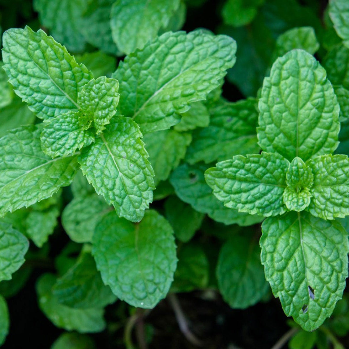 Peppermint