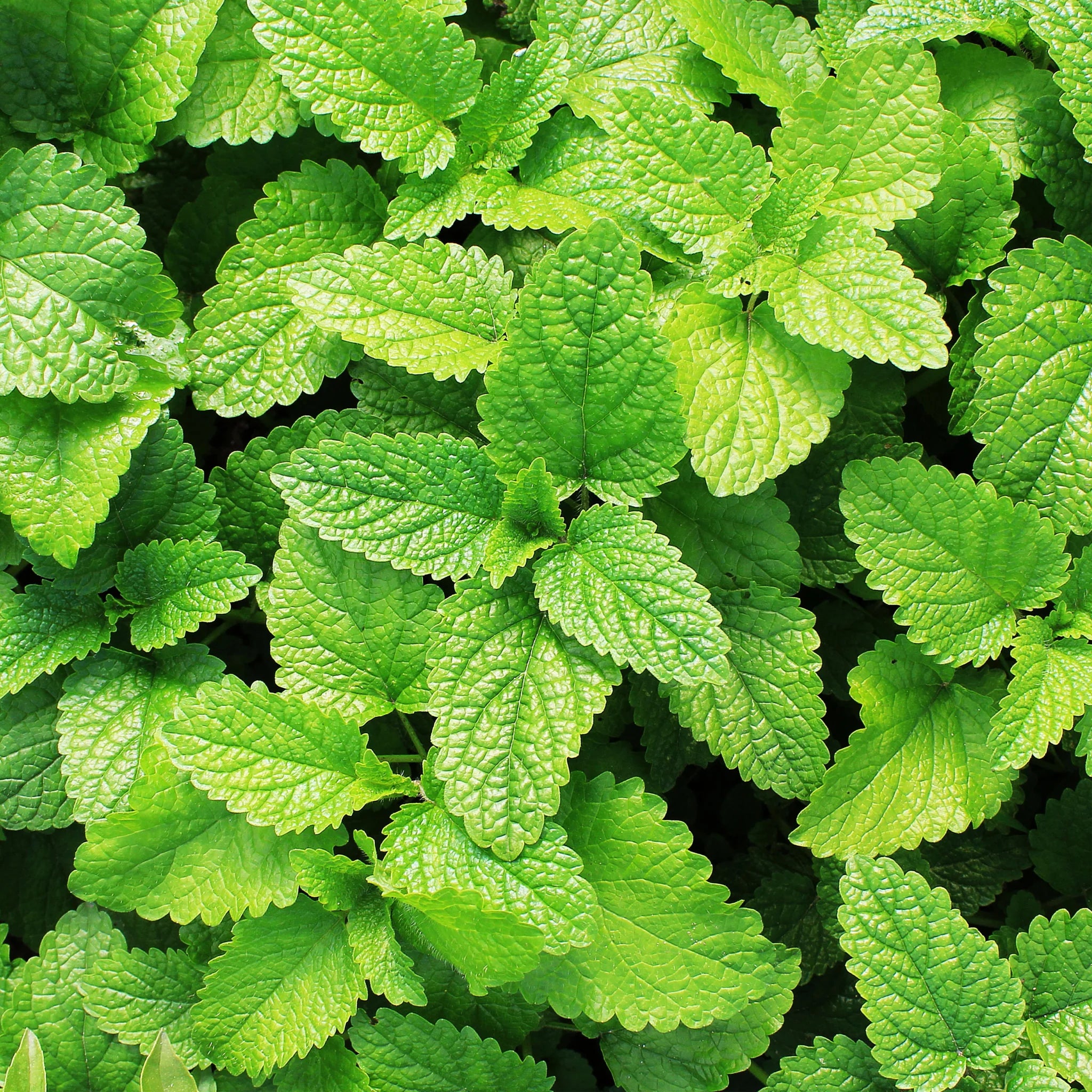 Spearmint