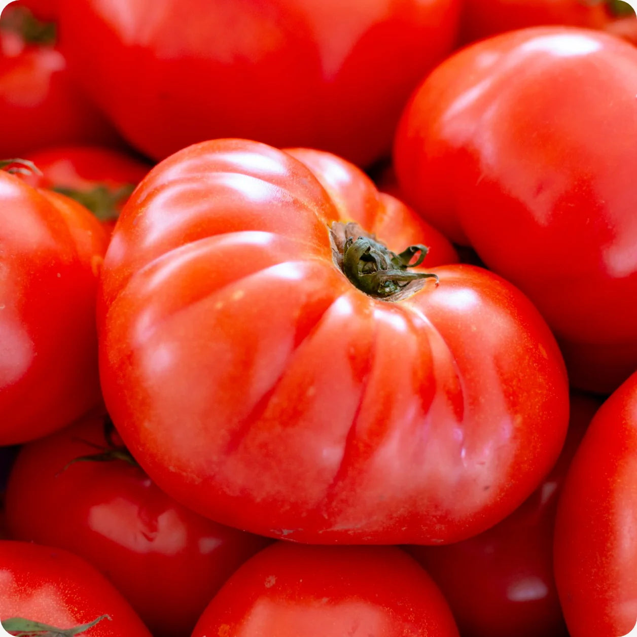 Mortgage Lifter Tomato