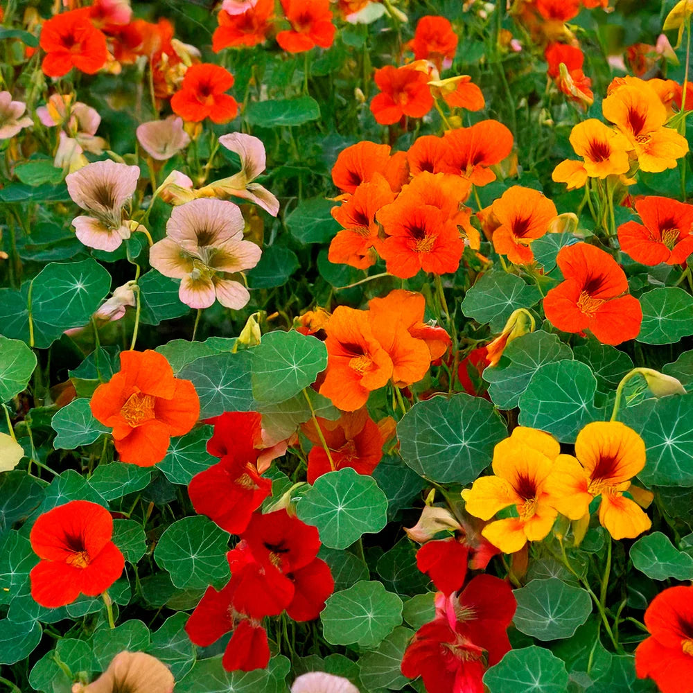 Nasturtiums - Alaska Mix