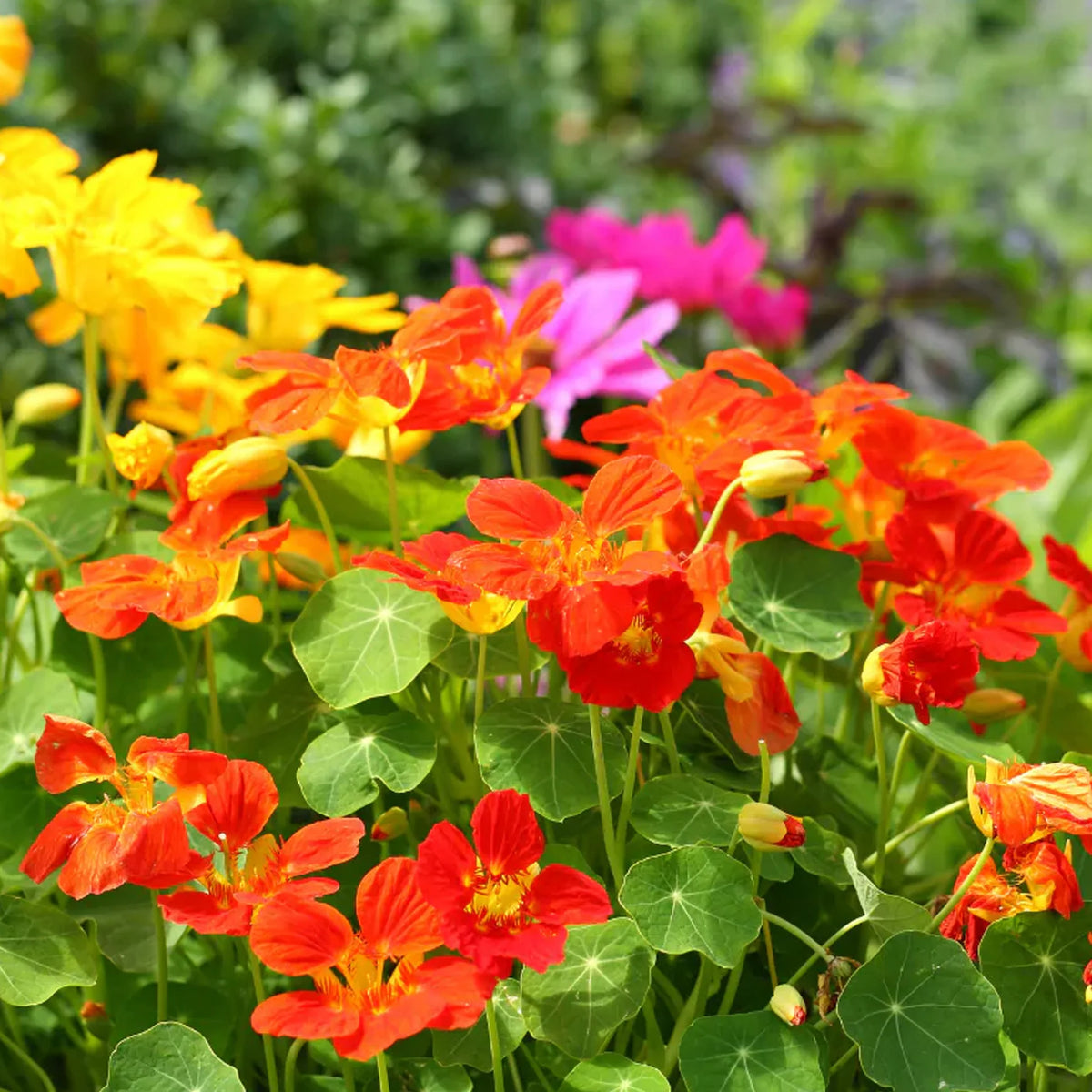 Nasturtiums - Whirlybird Mix
