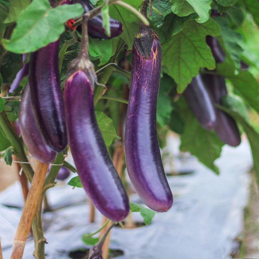 Orient Express Eggplant