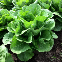 Parris Island Cos Romaine Lettuce - Succession Pack