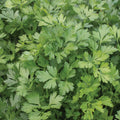 Italian Giant Parsley