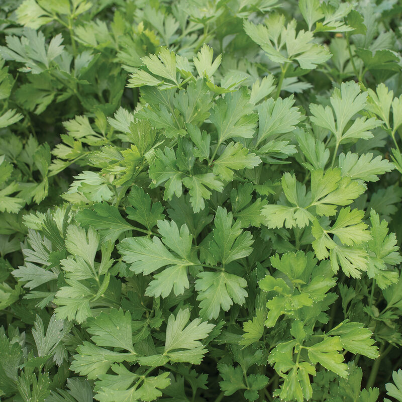 Italian Giant Parsley