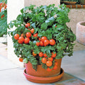 Patio Princess Tomato