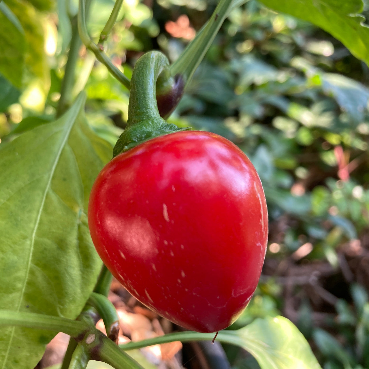 Pimento Sweet Pepper
