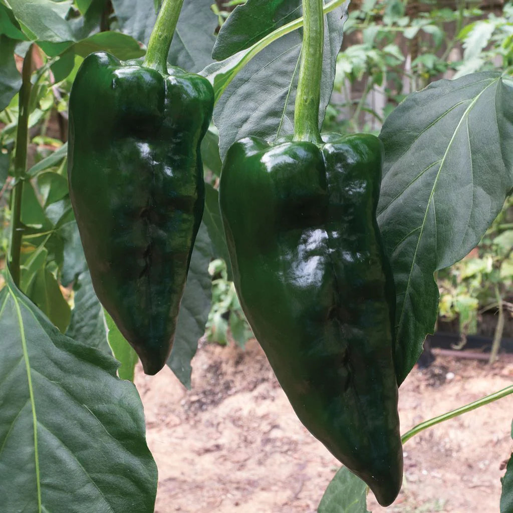 Poblano Chile Pepper