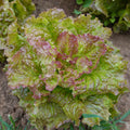 Prizehead Lettuce