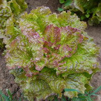 Prizehead Lettuce - Succession Pack