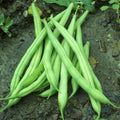 Provider Bush Bean