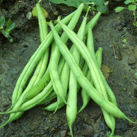 Provider Bush Bean - Succession Pack