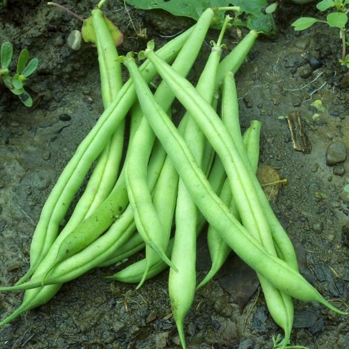 Provider Bush Bean