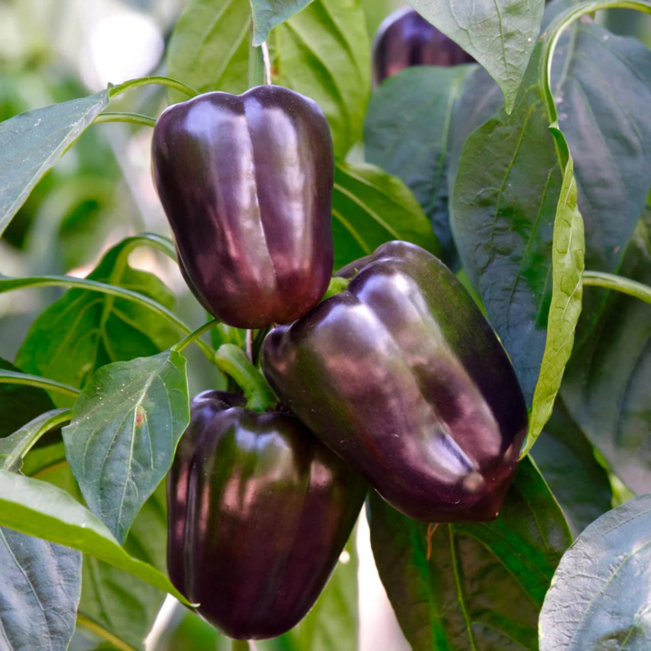 Purple Beauty Sweet Pepper