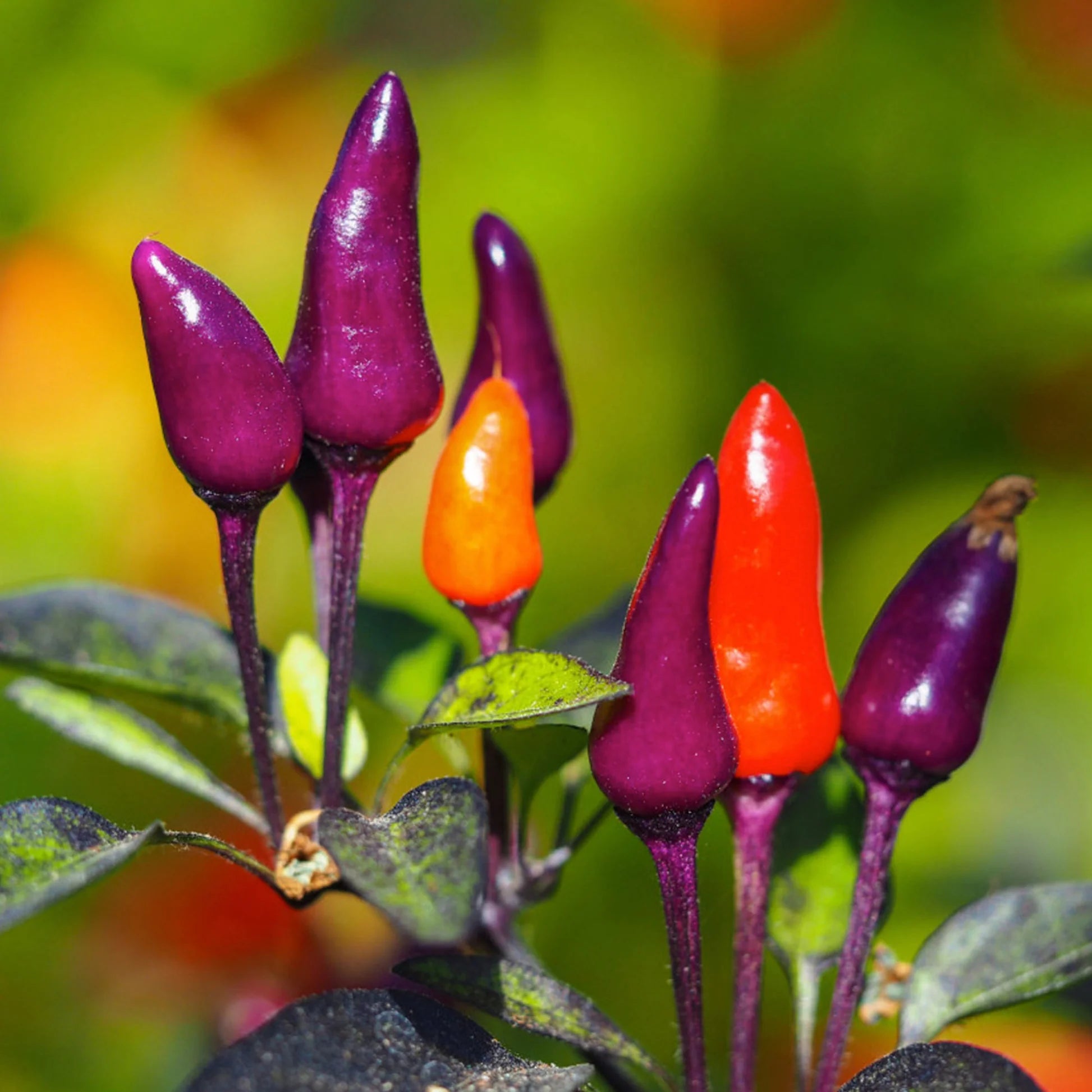 Purple Tiger Chile Pepper