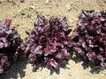 Red Oakleaf Lettuce