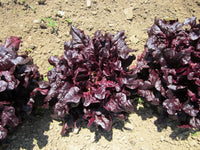 Red Oakleaf Lettuce - Succession Pack