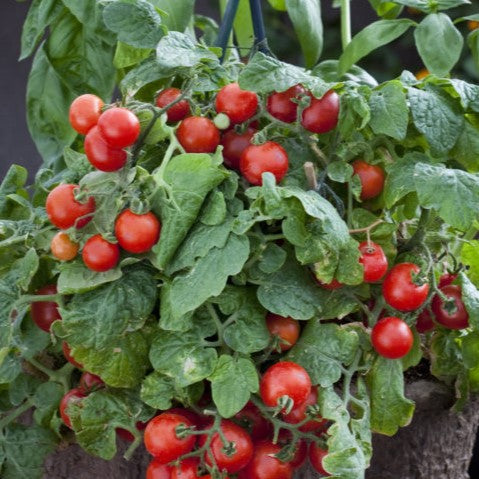 Red Robin Dwarf Tomato