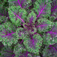 Red Russian Kale - Succession Pack
