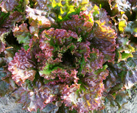 Red Sails Lettuce - Succession Pack