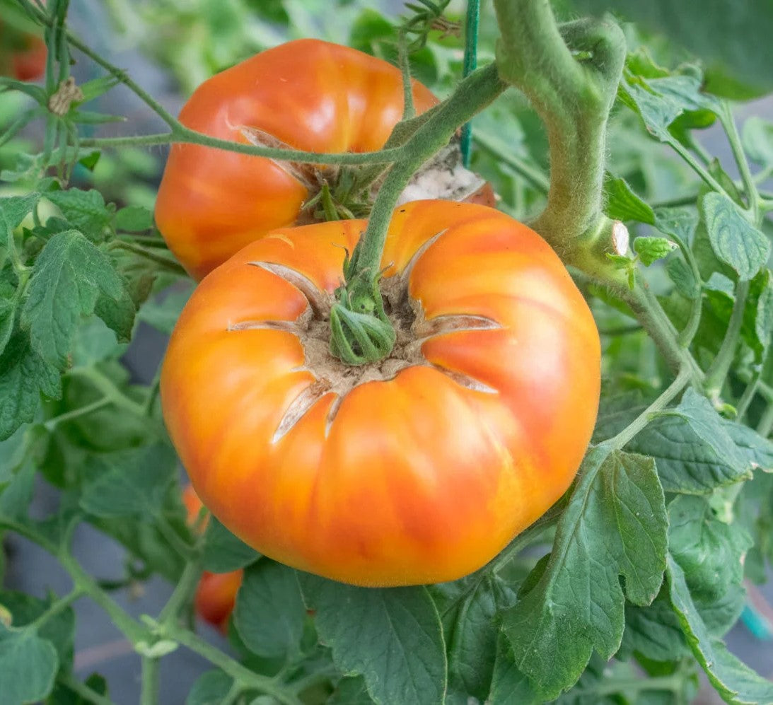 Regina's Yellow Tomato