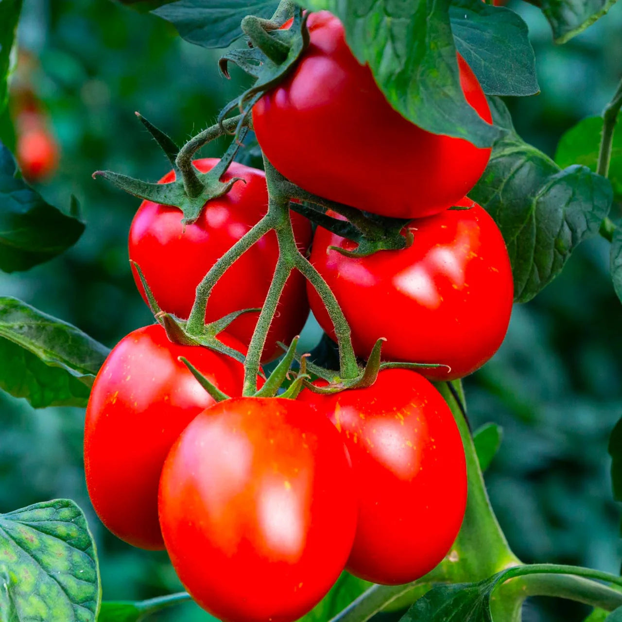 Rio Grande Tomato