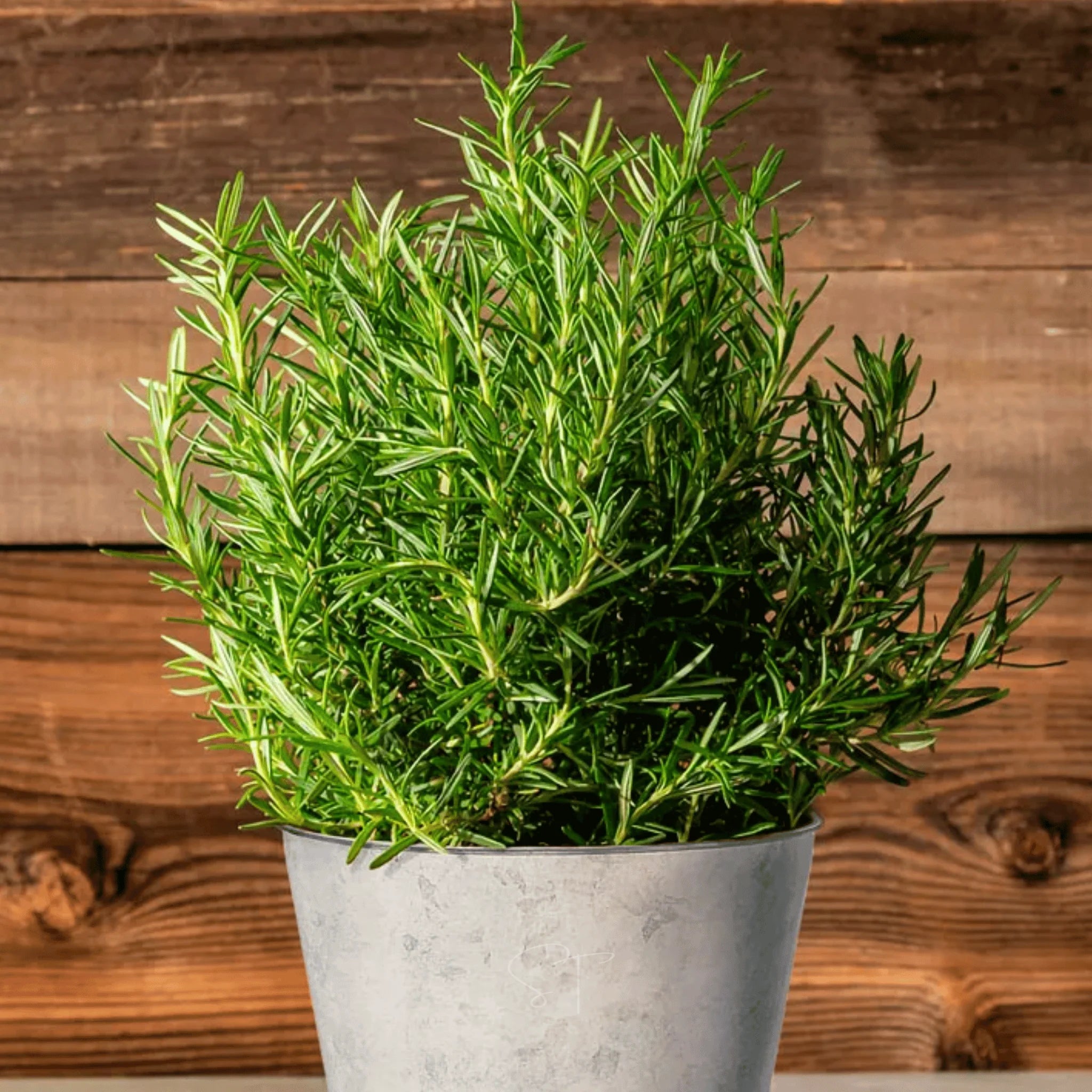 Rosemary