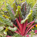 Ruby Red Swiss Chard