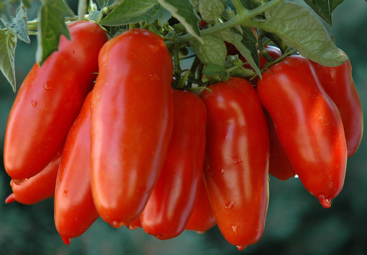 San Marzano Roma Tomato