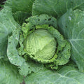 Savoy Perfection Cabbage