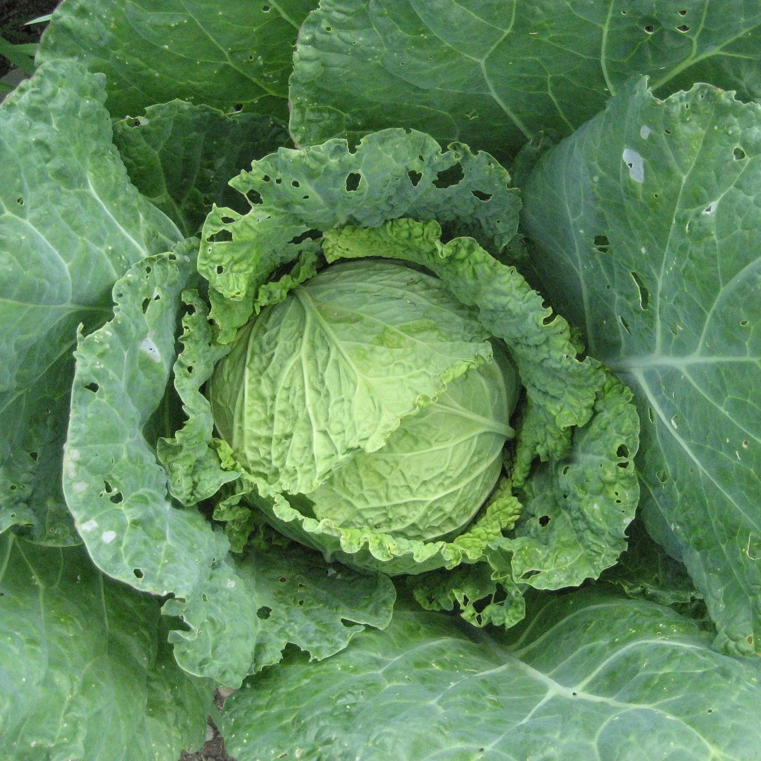 Savoy Perfection Cabbage