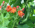 Scarlet Runner Pole Bean