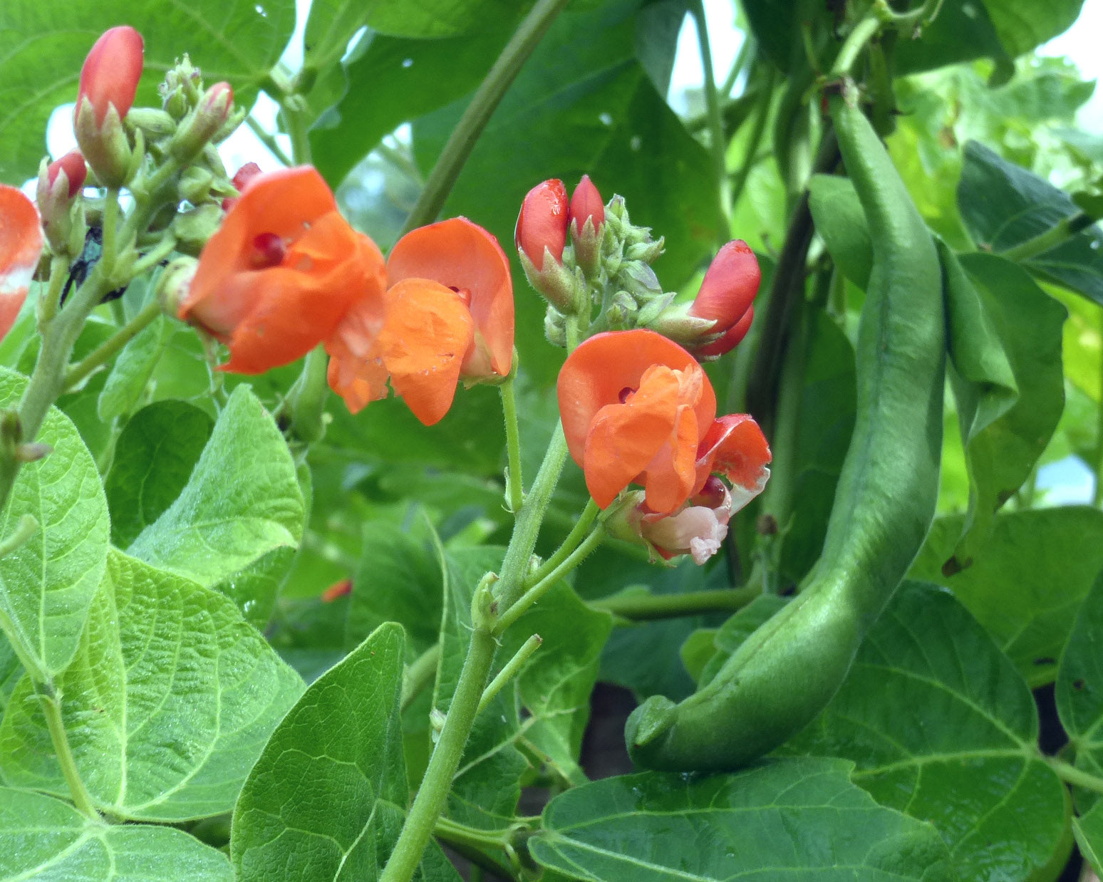 Scarlet Runner Pole Bean